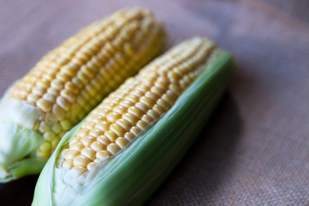 Fresh corn fruits with green leaves isolated .,An ear of corn isolated.の写真素材
