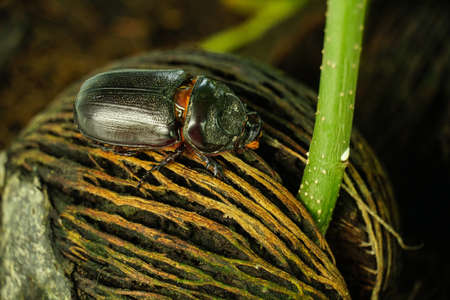 Dynastinae or Coleoptera walking on the roots of the tree,の写真素材
