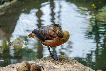 Lesser Whistling Duck (Dendrocygna javanica), a common species of South and Southeast Asia.の写真素材