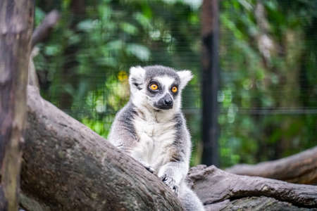 lemur catta - portrait of the animal.の写真素材