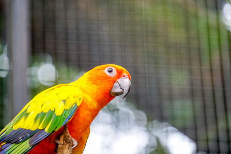 Sun Conure parrots. Beautiful animal face. Parakeetの写真素材
