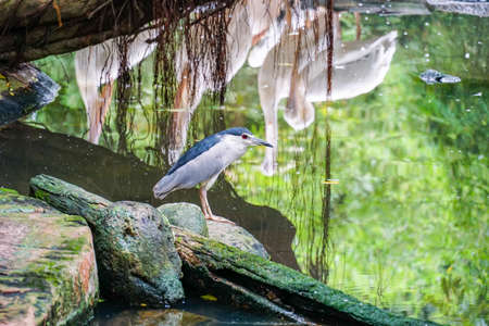 White pelican (Pelecanus philippensis), also known as the spot-billed pelican catching fish....