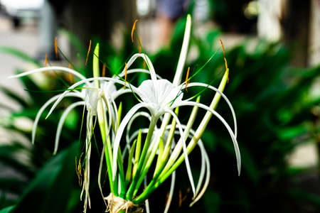 Crinum Lily, Cape Lily, Poison Bulb, Spider Lily (Crinum asiaticum) ,macro closeup of a beautiful white blossom flower cluster of giant Crinum asiaticumの写真素材