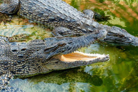 Portrait of freshwater Crocodile in a farm in Thailand, Have fierce eyes
