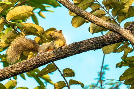 Thai common squirrel on a  tree looking for foodの写真素材