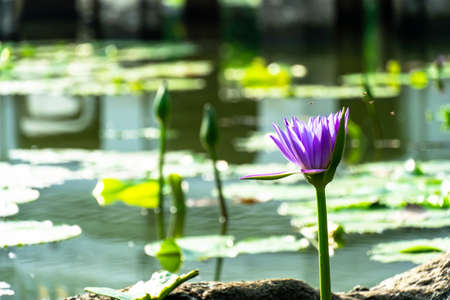 Purple lotus looks beautiful , have Bee in lotusの写真素材