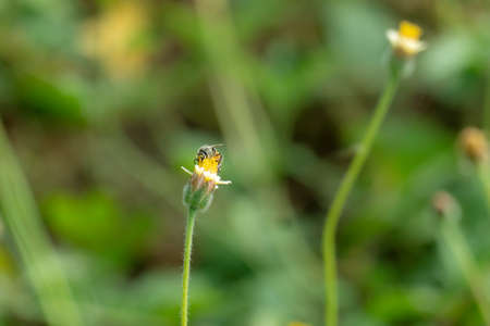 a Bee perched on the beautiful flower.の写真素材
