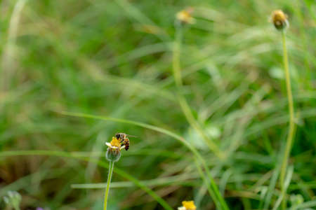 a Bee perched on the beautiful flower.の写真素材