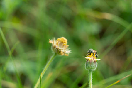 a Bee perched on the beautiful flower.の写真素材