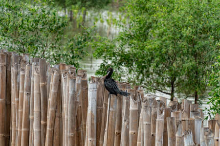 large cormorant birds on trees and logs waiting for fishing in sea bangpu