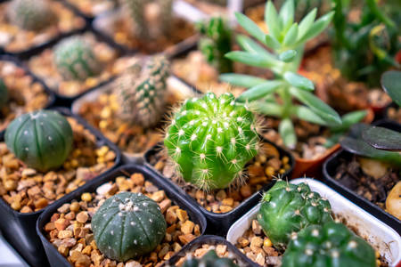 close up cactus in the black cactus pot , Echinopsis calochlora