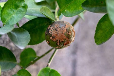 lime, lemon canker disease causes by bacteria,の写真素材