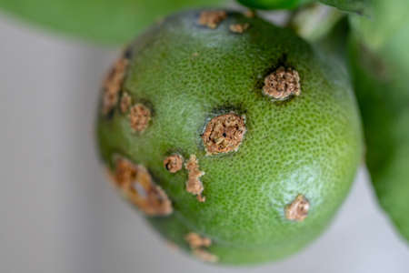 lime, lemon canker disease causes by bacteria,の写真素材
