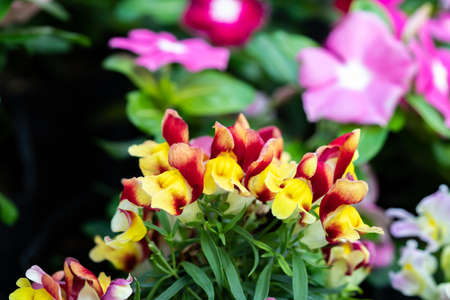 Dianthus, pink or red or yellow or white or purple flowerの写真素材