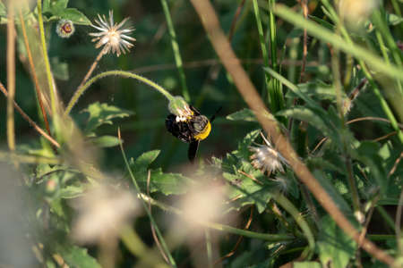 Carpenter bee macro in the nature or in the garden