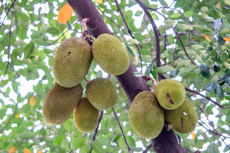 fresh green Jackfruit hanging on brunch tree in the garden ,Jackfruit is Delicious sweet fruit