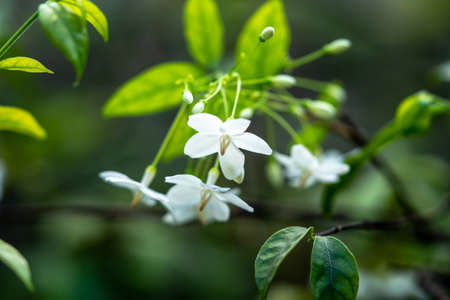 Bunches of white flower have good smell in the garden cll wild water plum or wrightia religiosa...