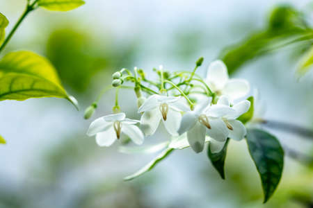 Bunches of white flower have good smell in the garden cll wild water plum or wrightia religiosa...