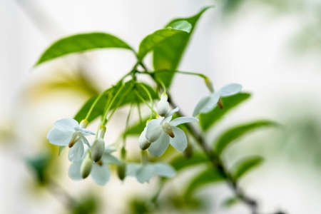 Bunches of white flower have good smell in the garden cll wild water plum or wrightia religiosa benth or moke.の写真素材