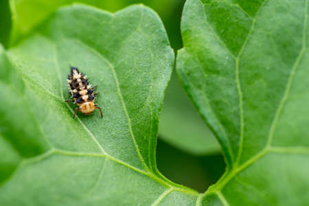 Macro Photography of Scale Insect on Green Leafの写真素材