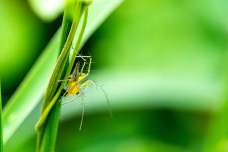 long-jawed orb weaver spider on green leafの写真素材