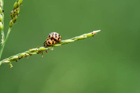 Matrimonial games of the ladybugs couple. Spring love on grass flowerの写真素材