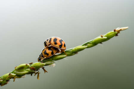 Matrimonial games of the ladybugs couple. Spring love on grass flowerの写真素材
