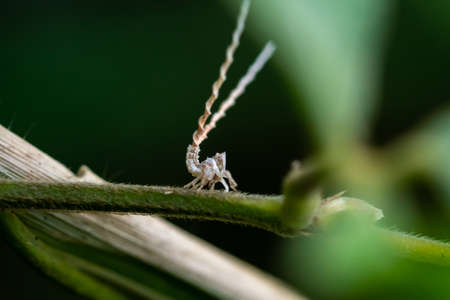 Macro Photography of Scale Insect on Green Leafの写真素材