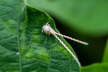 Macro Photography of Scale Insect on Green Leafの写真素材