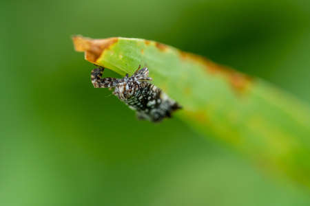 Macro Photography of Scale Insect on Green Leafの写真素材