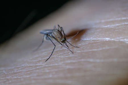 Close up of mosquito sucking blood on human skin, Mosquito is carrier of Malariaの写真素材