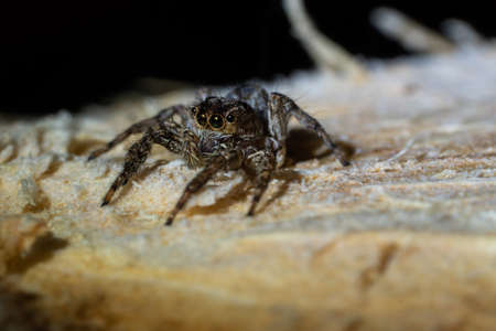 Jumping Spider on wooden block, Jumping spider.の写真素材