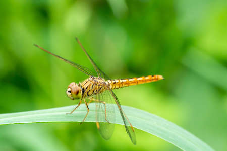Close up of a dragonfly on the leaf ,Beautiful nature scene Cost-up or Macro picture of dragonflyの写真素材