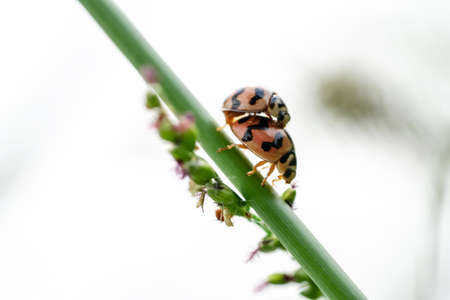 Matrimonial games of the ladybugs couple. Spring love on grass flowerの写真素材