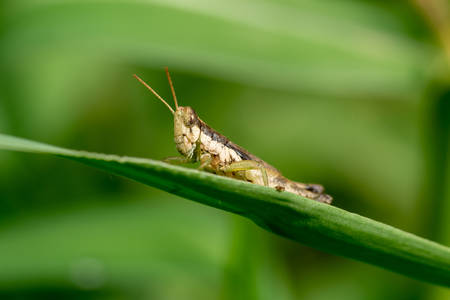 An Image of Grasshoppers . macro Grasshopperの写真素材