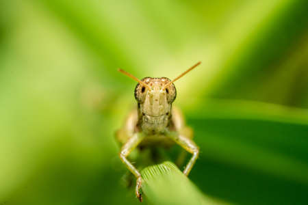 An Image of Grasshoppers . macro Grasshopperの写真素材