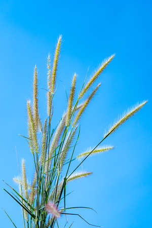 Flower grass impact sunlight ,over blue sky ,Grass flowers with blue sky background