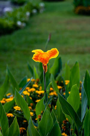 Closeup of beautiful orange canna lily with green leaves in background