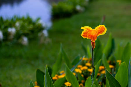 Closeup of beautiful orange canna lily with green leaves in background