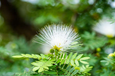 Close up of White Powder Puff Flower or Calliandra Haematocephala Hassk ,Beautiful Puff Of whtie mimosa flower on treeの写真素材