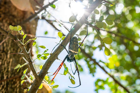 Golden Silk Spider on Web ,Golden web spider in warmer area on the big tree