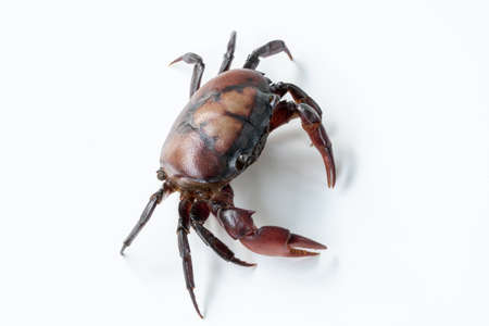 crab as food and Crabs is the enemy of rice ,Field crab found in rice paddiesの写真素材
