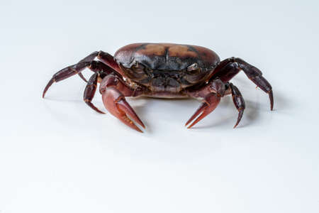 crab as food and Crabs is the enemy of rice ,Field crab found in rice paddiesの写真素材