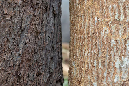 bark of the tree large two , With different colors