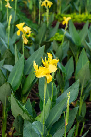 Beautiful yellow canna lily with green leaves in backgroundの写真素材