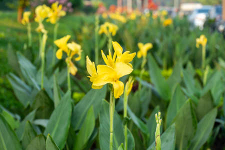 Beautiful yellow canna lily with green leaves in backgroundの写真素材