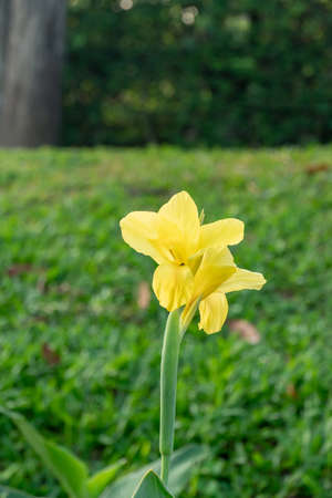 Beautiful yellow canna lily with green leaves in backgroundの写真素材