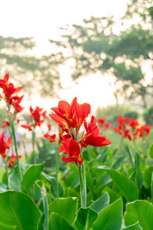 Beautiful red canna lily with green leaves in backgroundの写真素材