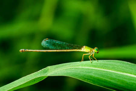 Close up of a dragonfly on the leaf ,Beautiful nature scene Cost-up or Macro picture of dragonfly