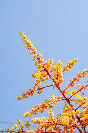 The mango bouquet is blooming full of mango trees in the garden, blue sky background.の写真素材